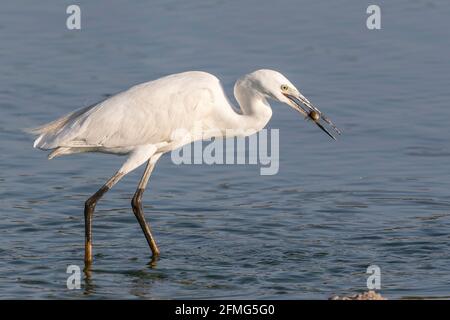 Kleiner Reiher, Egretta garzetta, Alleinfalter, der sich im Flachwasser ernährt, Coto Donana, Spanien Stockfoto