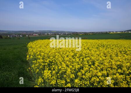 Rapsfelder in der Landschaft Stockfoto