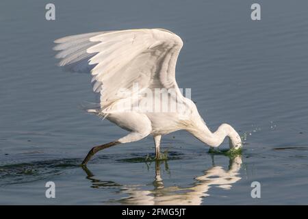 Kleiner Reiher, Egretta garzetta, Alleinfalter, der sich im Flachwasser ernährt, Coto Donana, Spanien Stockfoto