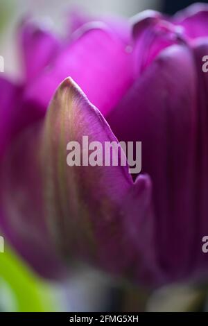 Nahaufnahme der lila Tulpenblüten. Konzentriere dich auf das Blütenblatt davor. Botanischer Hintergrund. Geringe Schärfentiefe Stockfoto