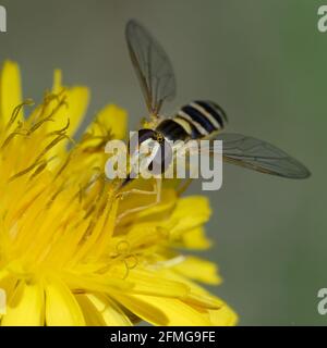 Weibliche lange Schwebefliege (Sphaerophoria scripta) auf einer Blume Stockfoto