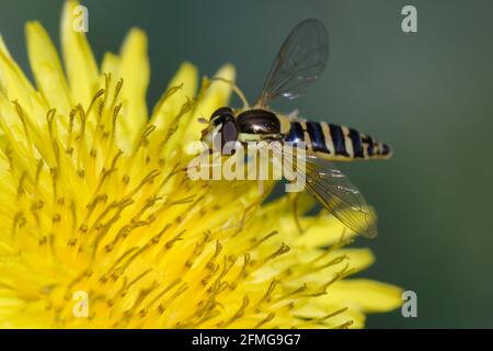 Weibliche lange Schwebefliege (Sphaerophoria scripta) auf einer Blume Stockfoto