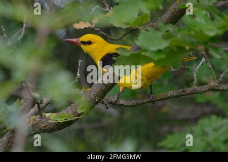 Männlicher eurasischer Goldener Oriole (Oriolus oriolus), der auf einem Ast ruht Stockfoto