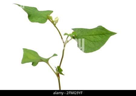 Zweig der houttuynia-Cordata-Fischkraut Stockfoto