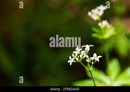 Galium odoratum Wald duftende Blüten Stockfoto