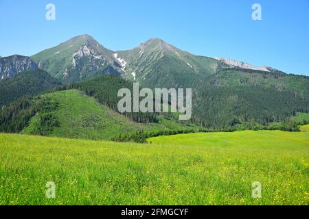 Die beiden höchsten Berge der Belianske Tatra, Havran und Zdiarska vidla. Eine gelbe Blumenwiese davor. Stockfoto