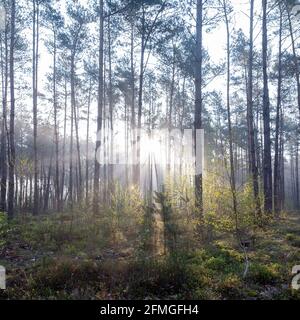 fresh leaves lit up in early morning sunshine between trunks of forest in spring Stockfoto