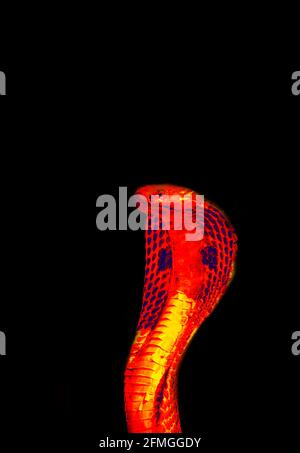 Snake Charmer in wissenschaftlicher High-Tech-Wärmebildkamera auf schwarzem Hintergrund Isoliert Stockfoto