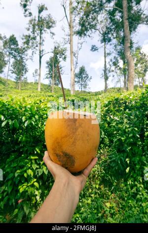 Ungedeckte Kokosnuss mit einem Schlauch für Cocolait in den Händen Des Verbrauchers vor dem Hintergrund eines Palmenhains Stockfoto