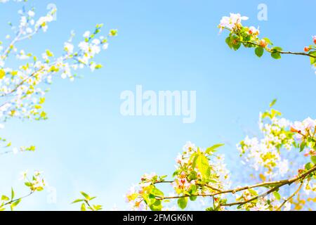 Federhintergrund, Rahmen für Text, Vorlage. Der blaue Himmel wird von Zweigen mit Sakura-Blüten und grünen jungen Blättern eingerahmt. Stockfoto