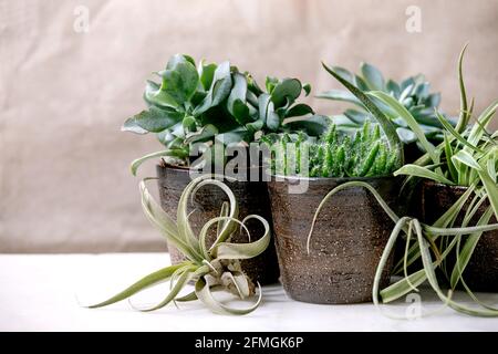 Tillandsia Luft und verschiedene Sukulenten Pflanze in keramischen Töpfen Stockfoto