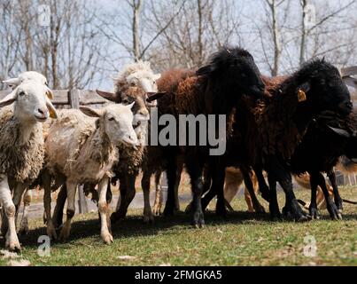 Schafe essen frisches grünes Gras. Weide von Hausschafen und Widdern auf dem Bauernhof zu Fuß. Herde von schwarz weiß und braun lockig behaart und rasiert Schafe weiden in Stockfoto