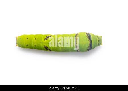 Bild von Kalk Schmetterling Raupe isoliert auf weißem Hintergrund. Insekt. Tier. Grüner Wurm Stockfoto