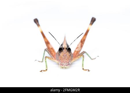 Abbildung einer weißen Heuschrecke mit Zuckerrohr (Ceracris fasciata) auf weißem Hintergrund. Insektentier. Caelifera., Acrididae Stockfoto