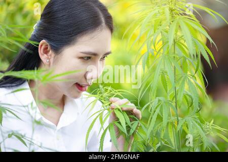 Porträt eines Arztes, der Hanfpflanzen untersucht und analysiert, Marihuanaforschung, cbd-Öl, Konzept der pflanzlichen Alternativmedizin. Stockfoto