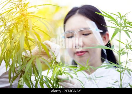 Porträt eines Arztes, der Hanfpflanzen untersucht und analysiert, Marihuanaforschung, cbd-Öl, Konzept der pflanzlichen Alternativmedizin. Stockfoto