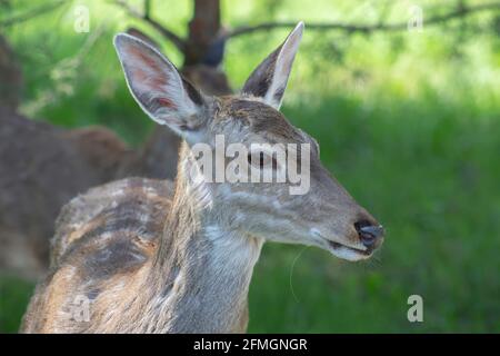 Kopf eines weiblichen Hirsches auf grünem Hintergrund in freier Wildbahn. Stockfoto