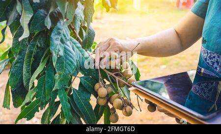 Hände der asiatischen Farmerin mit Tablette überprüfen und kümmern sich um die braunen Longans vor der Ernte für den Verkauf in Farm, Smart Farming und Digital Agricultu Stockfoto
