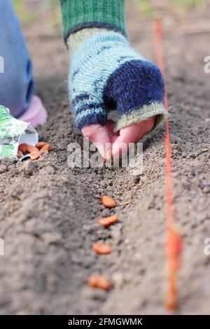 Aussaat breiter Bohnen direkt in einem gut durchlässigen Außenbereich - Vicia faba 'Bunyard's Exhibition'. VEREINIGTES KÖNIGREICH Stockfoto