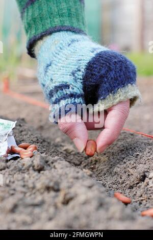 Aussaat breiter Bohnen direkt in einem gut durchlässigen Außenbereich - Vicia faba 'Bunyard's Exhibition'. VEREINIGTES KÖNIGREICH Stockfoto