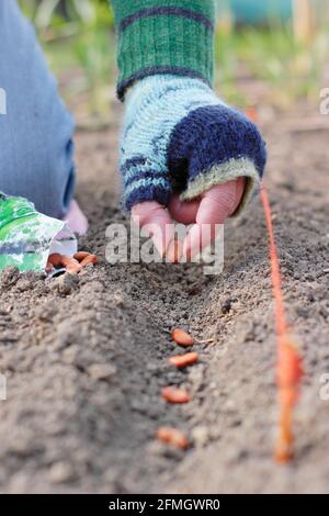 Aussaat breiter Bohnen direkt in einem gut durchlässigen Außenbereich - Vicia faba 'Bunyard's Exhibition'. VEREINIGTES KÖNIGREICH Stockfoto