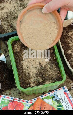 Feine Blumensamen, die mit gartenbauernem Sand gemischt werden, um eine gleichmäßige Verteilung zu unterstützen, werden im Innenbereich in eine Samenschale gestreut - Wallflower 'Scarlet Bedder'. Stockfoto