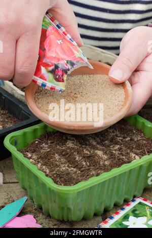 Feine Blumensamen, die mit gartenbauernem Sand gemischt werden, um eine gleichmäßige Verteilung bei der Aussaat in eine Samenschale zu unterstützen. Wallflower „Scarlet Bedder“. Stockfoto