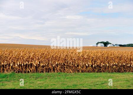 Norwegen, Iowa, USA. Mitten im Mittleren Westen der Vereinigten Staaten wartet ein Meer von Mais auf die Ernte. Stockfoto