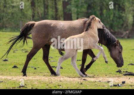 Dülmen, NRW, Deutschland. Mai 2021. Ein Fohlen springt um seine Mutter. Die Herde der Dülmen Wildponys (auch Dülmener genannt) kühlt sich am bisher heißesten Tag des Jahres ab, mit Temperaturen von bis zu 29 Grad in der Gegend. Die Rasse wird als schwer gefährdet eingestuft. Eine Herde von über 300 Tieren lebt in halbwildem Zustand auf einer Fläche von ca. 3.5 km2 im 'Merfelder Bruch', nahe der Kleinstadt Dülmen. Sie sind meist verlassen, um ihre eigene Nahrung und Zuflucht zu finden, die Förderung der Stärke der Rasse. Kredit: Imageplotter/Alamy Live Nachrichten Stockfoto