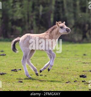 Dülmen, NRW, Deutschland. Mai 2021. Ein Fohlen springt herum. Die Herde der Dülmen Wildponys (auch Dülmener genannt) kühlt sich am bisher heißesten Tag des Jahres ab, mit Temperaturen von bis zu 29 Grad in der Gegend. Die Rasse wird als schwer gefährdet eingestuft. Eine Herde von über 300 Tieren lebt in halbwildem Zustand auf einer Fläche von ca. 3.5 km2 im 'Merfelder Bruch', nahe der Kleinstadt Dülmen. Sie sind meist verlassen, um ihre eigene Nahrung und Zuflucht zu finden, die Förderung der Stärke der Rasse. Kredit: Imageplotter/Alamy Live Nachrichten Stockfoto