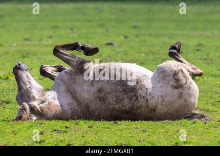 Dülmen, NRW, Deutschland. Mai 2021. Ein Pferd rollt in der Sonne herum. Die Herde der Dülmen Wildponys (auch Dülmener genannt) kühlt sich am bisher heißesten Tag des Jahres ab, mit Temperaturen von bis zu 29 Grad in der Gegend. Die Rasse wird als schwer gefährdet eingestuft. Eine Herde von über 300 Tieren lebt in halbwildem Zustand auf einer Fläche von ca. 3.5 km2 im 'Merfelder Bruch', nahe der Kleinstadt Dülmen. Sie sind meist verlassen, um ihre eigene Nahrung und Zuflucht zu finden, die Förderung der Stärke der Rasse. Kredit: Imageplotter/Alamy Live Nachrichten Stockfoto