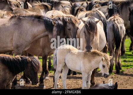 Dülmen, NRW, Deutschland. Mai 2021. Die Herde der Dülmen Wildponys (auch Dülmener genannt) kühlt sich am bisher heißesten Tag des Jahres ab, mit Temperaturen von bis zu 29 Grad in der Gegend. Die Rasse wird als schwer gefährdet eingestuft. Eine Herde von über 300 Tieren lebt in halbwildem Zustand auf einer Fläche von ca. 3.5 km2 im 'Merfelder Bruch', nahe der Kleinstadt Dülmen. Sie sind meist verlassen, um ihre eigene Nahrung und Zuflucht zu finden, die Förderung der Stärke der Rasse. Kredit: Imageplotter/Alamy Live Nachrichten Stockfoto