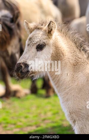 Dülmen, NRW, Deutschland. Mai 2021. Ein glückliches kleines Fohlen. Die Herde der Dülmen Wildponys (auch Dülmener genannt) kühlt sich am bisher heißesten Tag des Jahres ab, mit Temperaturen von bis zu 29 Grad in der Gegend. Die Rasse wird als schwer gefährdet eingestuft. Eine Herde von über 300 Tieren lebt in halbwildem Zustand auf einer Fläche von ca. 3.5 km2 im 'Merfelder Bruch', nahe der Kleinstadt Dülmen. Sie sind meist verlassen, um ihre eigene Nahrung und Zuflucht zu finden, die Förderung der Stärke der Rasse. Kredit: Imageplotter/Alamy Live Nachrichten Stockfoto