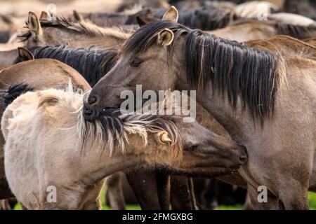 Dülmen, NRW, Deutschland. Mai 2021. Gegenseitige Pflege. Die Herde der Dülmen Wildponys (auch Dülmener genannt) kühlt sich am bisher heißesten Tag des Jahres ab, mit Temperaturen von bis zu 29 Grad in der Gegend. Die Rasse wird als schwer gefährdet eingestuft. Eine Herde von über 300 Tieren lebt in halbwildem Zustand auf einer Fläche von ca. 3.5 km2 im 'Merfelder Bruch', nahe der Kleinstadt Dülmen. Sie sind meist verlassen, um ihre eigene Nahrung und Zuflucht zu finden, die Förderung der Stärke der Rasse. Kredit: Imageplotter/Alamy Live Nachrichten Stockfoto