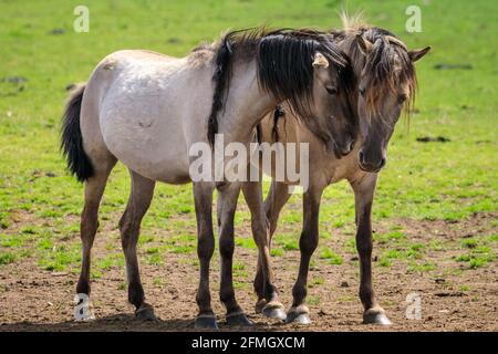 Dülmen, NRW, Deutschland. Mai 2021. Die Herde der Dülmen Wildponys (auch Dülmener genannt) kühlt sich am bisher heißesten Tag des Jahres ab, mit Temperaturen von bis zu 29 Grad in der Gegend. Die Rasse wird als schwer gefährdet eingestuft. Eine Herde von über 300 Tieren lebt in halbwildem Zustand auf einer Fläche von ca. 3.5 km2 im 'Merfelder Bruch', nahe der Kleinstadt Dülmen. Sie sind meist verlassen, um ihre eigene Nahrung und Zuflucht zu finden, die Förderung der Stärke der Rasse. Kredit: Imageplotter/Alamy Live Nachrichten Stockfoto