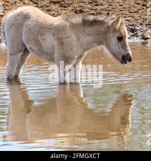 Dülmen, NRW, Deutschland. Mai 2021. Ein Fohlen genießt das kühle Wasser. Die Herde der Dülmen Wildponys (auch Dülmener genannt) kühlt sich am bisher heißesten Tag des Jahres ab, mit Temperaturen von bis zu 29 Grad in der Gegend. Die Rasse wird als schwer gefährdet eingestuft. Eine Herde von über 300 Tieren lebt in halbwildem Zustand auf einer Fläche von ca. 3.5 km2 im 'Merfelder Bruch', nahe der Kleinstadt Dülmen. Sie sind meist verlassen, um ihre eigene Nahrung und Zuflucht zu finden, die Förderung der Stärke der Rasse. Kredit: Imageplotter/Alamy Live Nachrichten Stockfoto