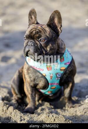8-Monate-alter Brindling Franzose Rüde Hündin sitzt und schaut weg. Sandy Beach in Nordkalifornien. Stockfoto