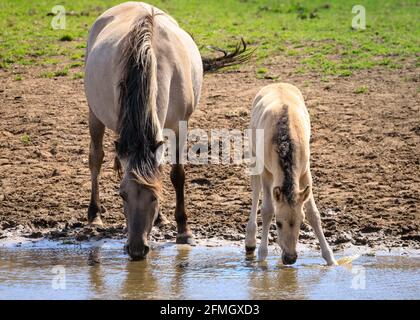 Dülmen, NRW, Deutschland. Mai 2021. Ein Fohlen und eine Mutter genießen das kühle Wasser. Die Herde der Dülmen Wildponys (auch Dülmener genannt) kühlt sich am bisher heißesten Tag des Jahres ab, mit Temperaturen von bis zu 29 Grad in der Gegend. Die Rasse wird als schwer gefährdet eingestuft. Eine Herde von über 300 Tieren lebt in halbwildem Zustand auf einer Fläche von ca. 3.5 km2 im 'Merfelder Bruch', nahe der Kleinstadt Dülmen. Sie sind meist verlassen, um ihre eigene Nahrung und Zuflucht zu finden, die Förderung der Stärke der Rasse. Kredit: Imageplotter/Alamy Live Nachrichten Stockfoto