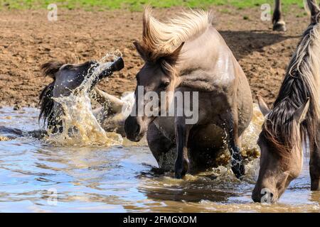 Dülmen, NRW, Deutschland. Mai 2021. Zwei Pferde tauchen im Wasser ein. Die Herde der Dülmen Wildponys (auch Dülmener genannt) kühlt sich am bisher heißesten Tag des Jahres ab, mit Temperaturen von bis zu 29 Grad in der Gegend. Die Rasse wird als schwer gefährdet eingestuft. Eine Herde von über 300 Tieren lebt in halbwildem Zustand auf einer Fläche von ca. 3.5 km2 im 'Merfelder Bruch', nahe der Kleinstadt Dülmen. Sie sind meist verlassen, um ihre eigene Nahrung und Zuflucht zu finden, die Förderung der Stärke der Rasse. Kredit: Imageplotter/Alamy Live Nachrichten Stockfoto