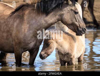 Dülmen, NRW, Deutschland. Mai 2021. Ein Fohlen und eine Mutter genießen das kühle Wasser. Die Herde der Dülmen Wildponys (auch Dülmener genannt) kühlt sich am bisher heißesten Tag des Jahres ab, mit Temperaturen von bis zu 29 Grad in der Gegend. Die Rasse wird als schwer gefährdet eingestuft. Eine Herde von über 300 Tieren lebt in halbwildem Zustand auf einer Fläche von ca. 3.5 km2 im 'Merfelder Bruch', nahe der Kleinstadt Dülmen. Sie sind meist verlassen, um ihre eigene Nahrung und Zuflucht zu finden, die Förderung der Stärke der Rasse. Kredit: Imageplotter/Alamy Live Nachrichten Stockfoto