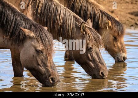 Dülmen, NRW, Deutschland. Mai 2021. Die Herde der Dülmen Wildponys (auch Dülmener genannt) kühlt sich am bisher heißesten Tag des Jahres ab, mit Temperaturen von bis zu 29 Grad in der Gegend. Die Rasse wird als schwer gefährdet eingestuft. Eine Herde von über 300 Tieren lebt in halbwildem Zustand auf einer Fläche von ca. 3.5 km2 im 'Merfelder Bruch', nahe der Kleinstadt Dülmen. Sie sind meist verlassen, um ihre eigene Nahrung und Zuflucht zu finden, die Förderung der Stärke der Rasse. Kredit: Imageplotter/Alamy Live Nachrichten Stockfoto