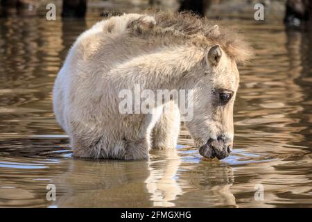 Dülmen, NRW, Deutschland. Mai 2021. Fohlen, trinken. Die Herde der Dülmener Wildponys (auch Dülmener genannt) kühlt sich am bisher heißesten Tag des Jahres ab und erreicht in der Gegend eine Temperatur von 29 Grad. Die Rasse wird als stark gefährdet eingestuft. Eine Herde von mehr als 300 Menschen lebt unter halbwilden Bedingungen auf einer Fläche von etwa 3,5 km2 im Okuntryside Merfelder Bruch, nahe der kleinen Stadt Dülmen. Sie werden meist überlassen, ihr eigenes Futter und ihre eigene Unterkunft zu finden, was die Stärke der Rasse fördert. Quelle: Imageplotter/Alamy Live News Stockfoto