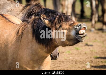 Dülmen, NRW, Deutschland. Mai 2021. Die Herde der Dülmen Wildponys (auch Dülmener genannt) kühlt sich am bisher heißesten Tag des Jahres ab, mit Temperaturen von bis zu 29 Grad in der Gegend. Die Rasse wird als schwer gefährdet eingestuft. Eine Herde von über 300 Tieren lebt in halbwildem Zustand auf einer Fläche von ca. 3.5 km2 im 'Merfelder Bruch', nahe der Kleinstadt Dülmen. Sie sind meist überlassen, ihre eigene Nahrung und Unterkunft zu finden, und sind nicht vet-kontrolliert, die Förderung der Stärke der Rasse. Kredit: Imageplotter/Alamy Live Nachrichten Stockfoto