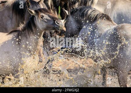 Dülmen, NRW, Deutschland. Mai 2021. Ein Pferd spritzt in der Wasserstelle herum. Die Herde der Dülmen Wildponys (auch Dülmener genannt) kühlt sich am bisher heißesten Tag des Jahres ab, mit Temperaturen von bis zu 29 Grad in der Gegend. Die Rasse wird als schwer gefährdet eingestuft. Eine Herde von über 300 Tieren lebt in halbwildem Zustand auf einer Fläche von ca. 3.5 km2 im 'Merfelder Bruch', nahe der Kleinstadt Dülmen. Sie sind meist verlassen, um ihre eigene Nahrung und Zuflucht zu finden, die Förderung der Stärke der Rasse. Kredit: Imageplotter/Alamy Live Nachrichten Stockfoto