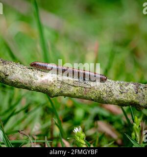 Gestreifter Millipede, ommatoiulus sabulosus, der an einem umgestürzten Baumzweig entlang geht Stockfoto