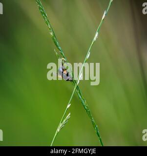 Eine sonnige, Sommer, quadratische, 3-Schuss HDR-Aufnahme einer Mittagsfliege, Mesembrina meridiana, auf gekreuzten Grasstämmen, Cumbria, England. 09. August 2014 Stockfoto