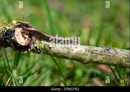 Gestreifter Millipede, ommatoiulus sabulosus, der an einem umgestürzten Baumzweig entlang geht Stockfoto