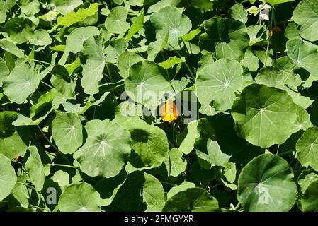 Eine gelbe Kapuzinerblüte zwischen den Blättern, Tropeolum majus, grüne Blätter, Hintergrund unscharf, Makrofotografie. Stockfoto