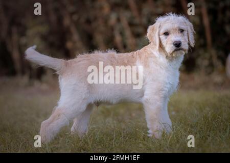 Wunderschöne niedliche Labradoodle Puppy Seitenansicht mit verschwommenem Hintergrund Stockfoto