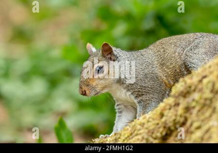 Graues Eichhörnchen, wissenschaftlicher Name: Sciurus carolinensis. Nahaufnahme eines grauen oder grauen Eichhörnchen, mit Blick auf den natürlichen Waldlebensraum. Reinigen Sie den Bac Stockfoto